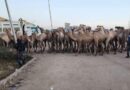 A flock of camels seized at Togchale checkpoint of Jigjiga Customs Branch earlier this week.