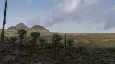 The Sanetti Plateau in Bale Mountains