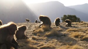 The Siemen Mountains National Park is Ethiopia's only site inscribed as world heritage for its natural properties