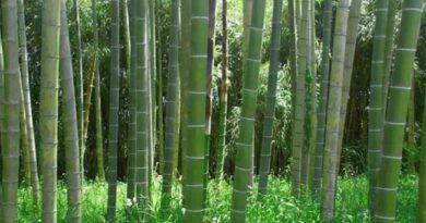 Ethiopian and Chinese Institutions Partner to Nurture Bamboo Industry